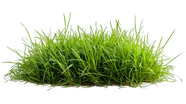 Green grass field background isolated on a transparent background