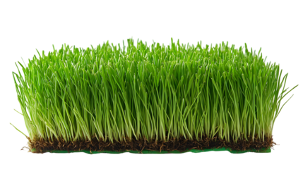 green grass meadow outdoor isolated on a transparent background