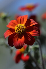 Red flower with gorgeous contrast 
