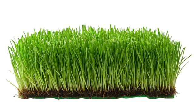 green grass meadow outdoor isolated on a transparent background
