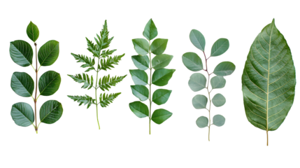 green leaf of palm tree isolated on a transparent background