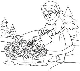 Grandmother vector illustration of an elderly woman in festive clothes watering blooming poinsettia flowers outdoors with a watering can in a snowy winter landscape