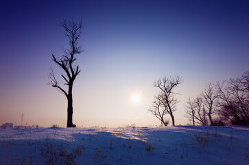 Snowy field with dry grass and leafless trees at sunset in winter. Sun is low above horizon casting long shadows on snow. Clear winter sky creates gradient from purple to light blue.