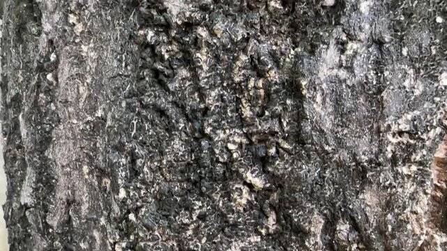 Close-up video of rough big tree bark texture with cracks and weathered details
