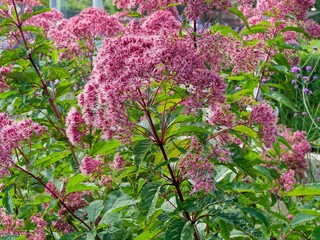 Eupatorium maculatum 'Purple Bush' (Spotted Joe-Pye Weed) Bushy plant producing pink flower heads atop arching purplish stems clothed with dark green lanceolate leaves
