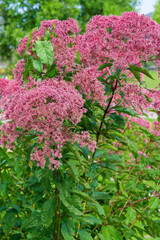 Eupatorium maculatum - Spotted or purple Joe Pye Weeds with red, purple flowers in flattened corymbs on stems with lanceolate foliage with toothed edge
