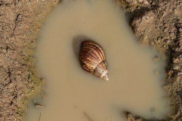 A top-down shot of a single snail shell resting in a murky puddle, surrounded by the rich texture of wet mud
