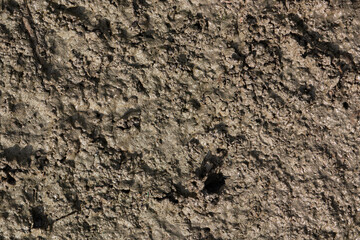 Fototapeta premium A top-down texture background of a wet, lumpy, and rough mud surface.