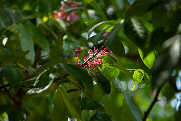 A macro close-up of small pink starfruit (carambola) flowers blooming on a tree, backlit by the sunlight.