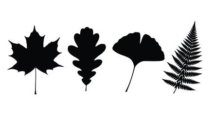 Four distinct black leaf silhouettes featuring maple oak ginkgo fern for nature designs vector © Sazid