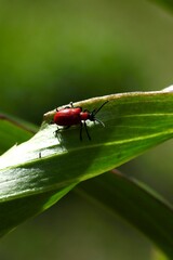 Red bug on a leaf
