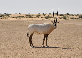 Orix is an antelope that lives in the desert