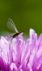 Insect, fly with clear wings on af light pink flower 