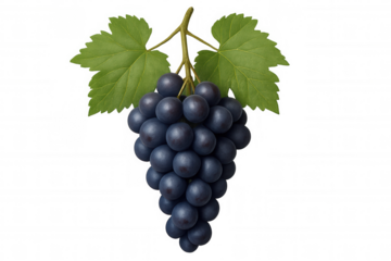 Ripe red grape cluster featuring verdant leaves, harvested fresh and arranged against transparent backdrop, ideal for culinary imagery