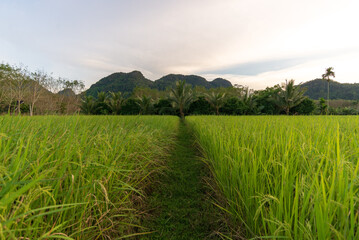 Path leading through lush green rice paddy fields towards distant forested mountains and palm trees under a soft, cloudy sky, natural agricultural beauty.