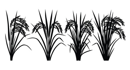 Four silhouetted rice plants with detailed grains and stalks in a row vector