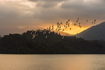 A large flock of white birds flying across a serene lake with dark forested mountains silhouetted against a dramatic golden orange sunset sky, showcasing natural beauty.