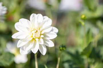Biała dalia w pełnym rozkwicie na tle zieleni ogrodu White dahlia in full bloom against a green garden background