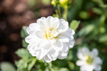 Biała dalia w pełnym rozkwicie na tle zieleni ogrodu White dahlia in full bloom against a green garden background