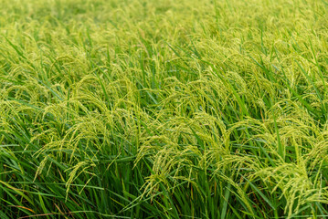 Lush green ripening rice paddy crop in a wide agricultural field under natural light, symbolizing growth and harvest.