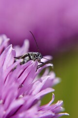 Beetle on pink flower