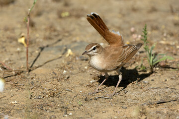 Male Rufous-tailed scrub robin performing mating in his territory to attract a female in a Mediterranean forest of olive, oak and prickly pear trees