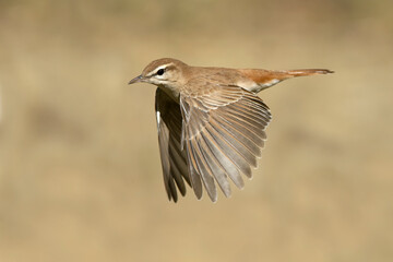 Rufous-tailed scrub robin flying in the last light of a spring day in an olive grove with prickly pears