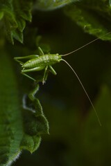 Green grasshopper on a leaf with dark background 