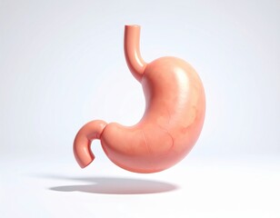 Highly detailed human stomach anatomy showing structure and texture isolated on a white background