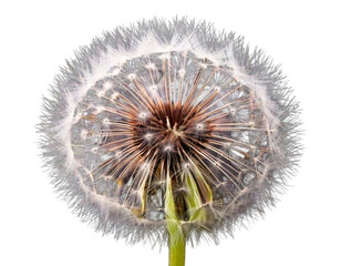 Dandelion Fluff Close-Up, Isolated PNG