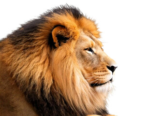 Resting Lion Side Profile Illustration, Isolated PNG