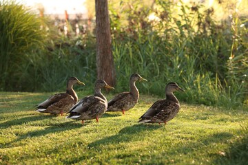 Many ducks walking on green grass outdoors