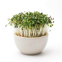 on a white background in a pot microgreens green radish