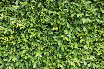 Small green leaves are perfect for making a background.