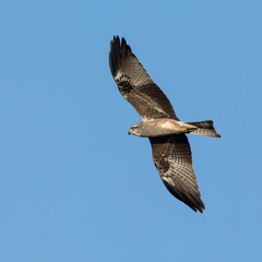 Obraz premium Bird in flight against a clear sky (1)