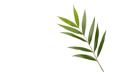 Fototapeta premium Green olive branch isolated on a white background, symbolizing peace and harmony.