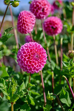 pink dahlia Dikara Suberb