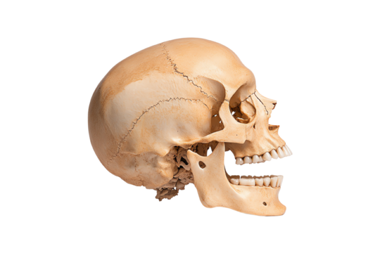 Human skull on a white isolated background, showcasing detailed anatomy and structure.