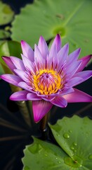 Close Up of a Beautiful Purple Lotus Flower.