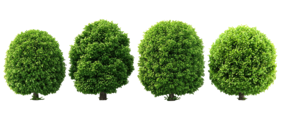 Four closely spaced, rounded, green bushes