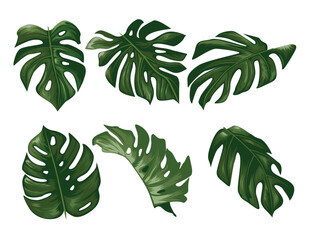 Monstera Leaf Illustration Collection Tropical Botanical Clipart Bundle
