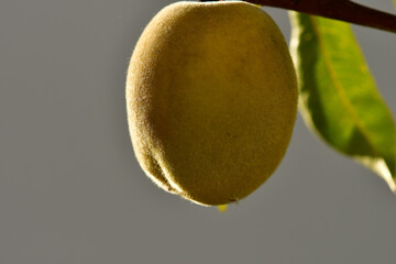Peach tree with fruit in soft morning sun