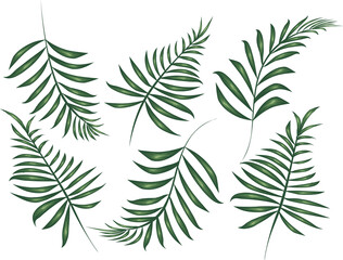 Fern Leaf Illustration Collection featuring tropical botanical clipart. This bundle includes detailed fern leaves in vector and hand-drawn styles, perfect for wedding invitations, patterns, packagin