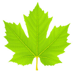 Fototapeta premium Green Leaf on White Background Detailed Veins and Vibrant Color
