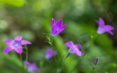 Beautiful bellflowers on slender stems bloom among blurred green grass. Deep purple flowers look delicate and vibrant against the soft background, creating a cozy atmosphere.