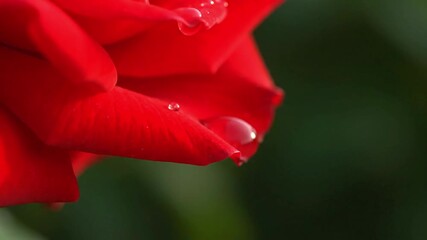 Water drop falling from red rose petal in extreme macro shot - Powered by Adobe