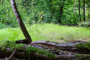 Fototapeta premium An image of a fallen tree covered in moss in the foreground, set against a backdrop of bright green grass and a forest. The contrasting textures of old wood and new greenery create a sense of the eter