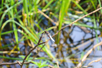 A macro shot of a dragonfly with transparent wings perched on a branch above water. The bright green background of blurred stems creates a natural environment