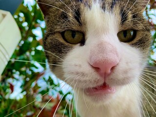 Cat is lookin at the camera