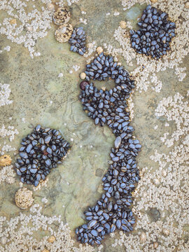 A cluster of blue mussels (Mytilus edulis) and other crustations on a rock at low tide